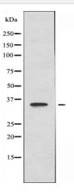 BORG4 Antibody