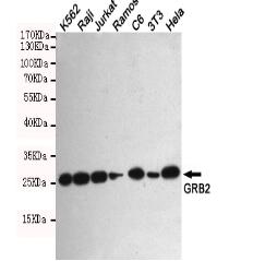 GRB2 Mouse mAb