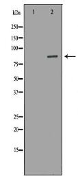 AOC3 Antibody