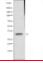 GPR31 Antibody