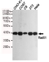 Rad51 Mouse mAb