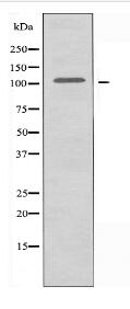 CNGB1 Antibody