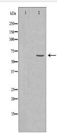 AIFM1 Antibody