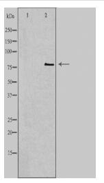 CNKSR1 Antibody