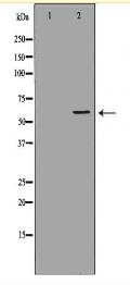 CHRM5 Antibody
