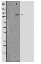 DDB1 Antibody