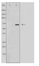 C9 Antibody