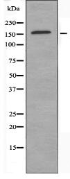 CEP170 Antibody
