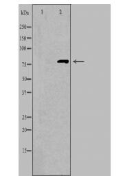 CNGA1 Antibody