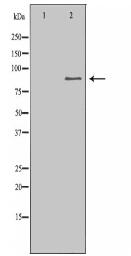 APP Antibody