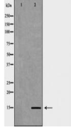Histone H3K9me2 Antibody