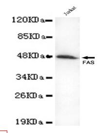 FAS(C-term) Mouse mAb