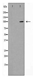CDH17 Antibody