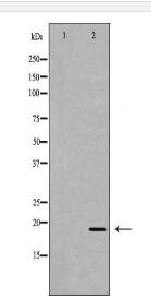 APRT Antibody