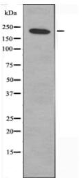 DIDO1 Antibody