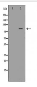 CAPN1 Antibody