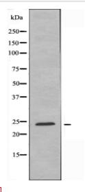 CABP7 Antibody