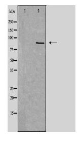 CDH18 Antibody