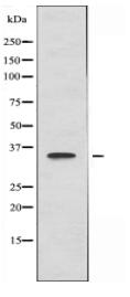 GAS1 Antibody