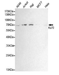 Ku70 Mouse mAb