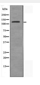 ATN1 Antibody