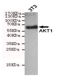 Akt1 Mouse mAb