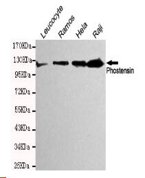 Phostensin Mouse mAb