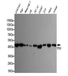 FEN-1 Mouse mAb