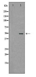 CCNB1 Antibody