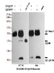 TIF1γ/TRIM33 Mouse mAb