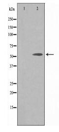 API-5 Antibody