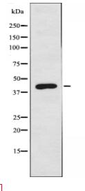 ATG4B Antibody