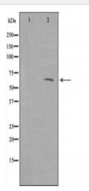 ATF3 Antibody