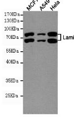 Lamin A/C Mouse mAb