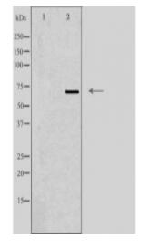 ATG16L2 Antibody