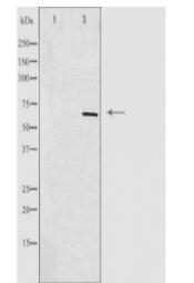 GPR153 Antibody