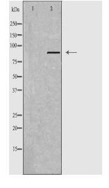 APLP2 Antibody