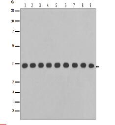 GAPDH Antibody(HRP conjugated)