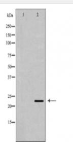 BAK1 Antibody