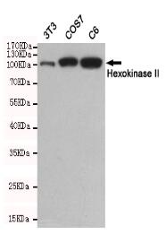 Hexokinase II Mouse mAb