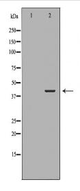 ADH5 Antibody