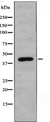 CDK10 Antibody