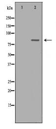 CCNT1 Antibody