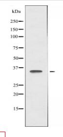 ATF1 Antibody