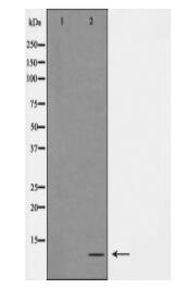 ATP5I Antibody