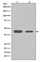 His-Tag Antibody(HRP conjugated)
