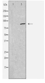 CDH19 Antibody