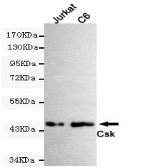 CSK Mouse mAb