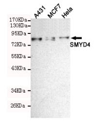 SMYD4 Mouse mAb