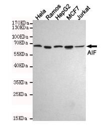 AIF Mouse mAb